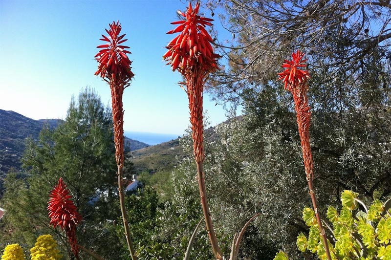 Los Dos Algarrobos - Garten